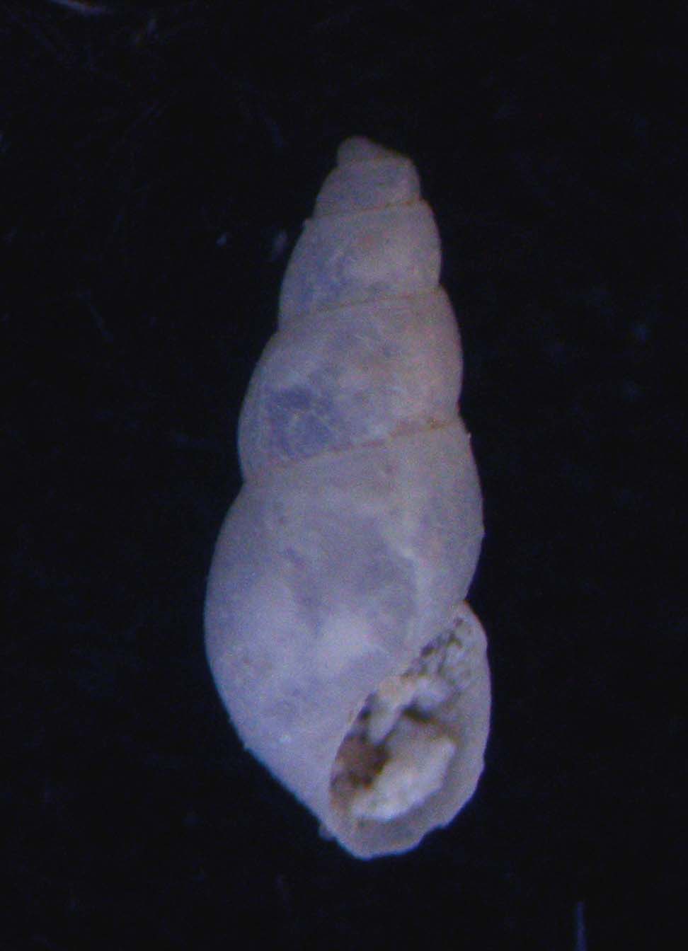 odostomia